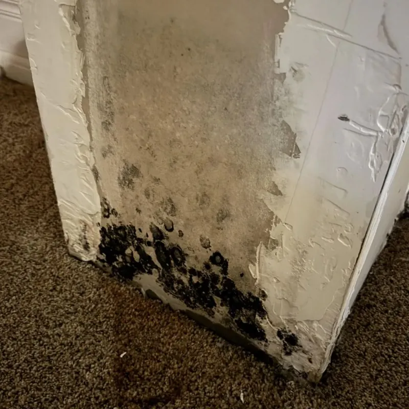 Professional Mold Removal in Emory, VA